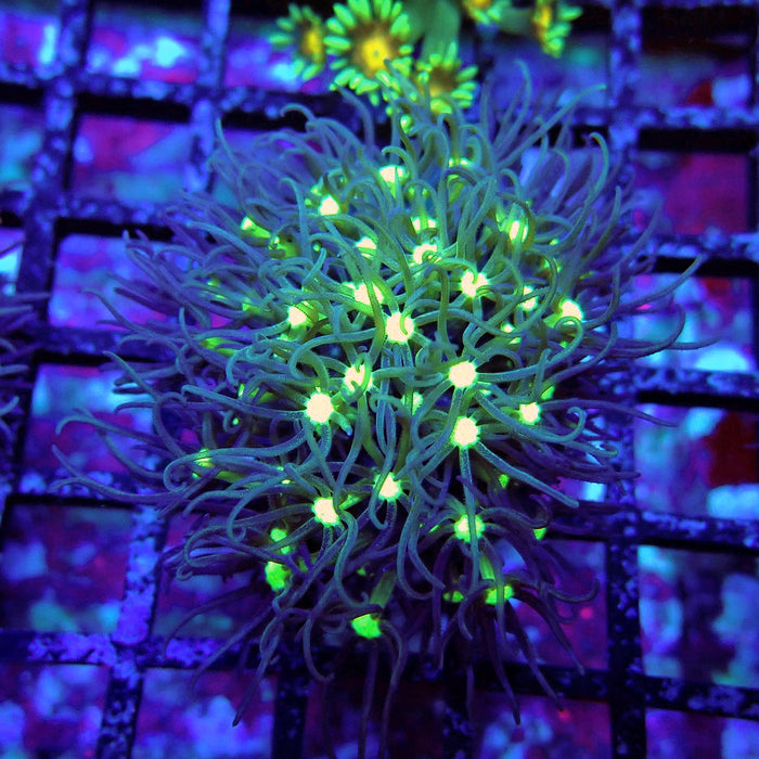 GBR Green Star Polyp Frag