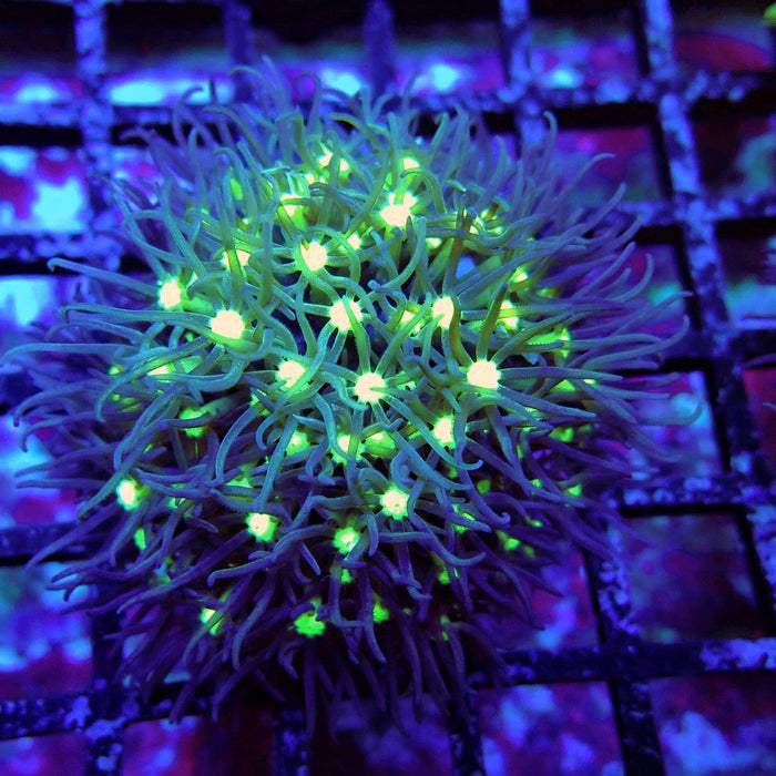 GBR Green Star Polyp Frag