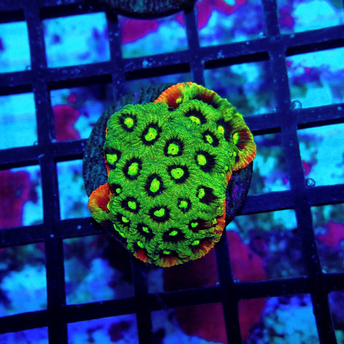 War Coral Favites Frag