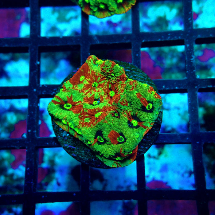 War Coral Favites Frag