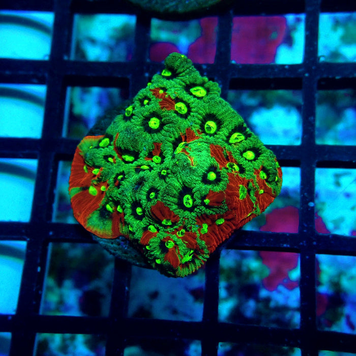 War Coral Favites Frag