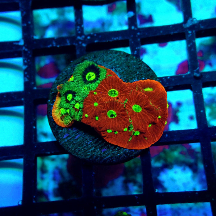 War Coral Favites Frag