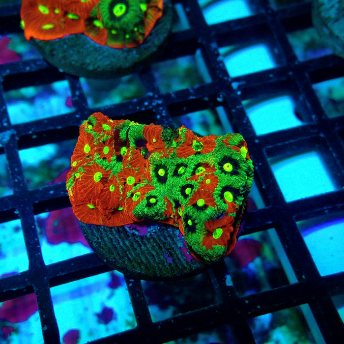 War Coral Favites Frag