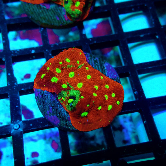 War Coral Favites Frag