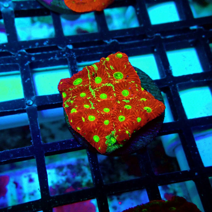 War Coral Favites Frag