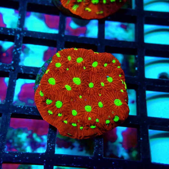 War Coral Favites Frag