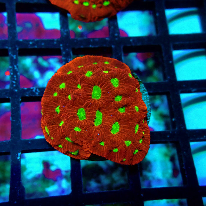 War Coral Favites Frag