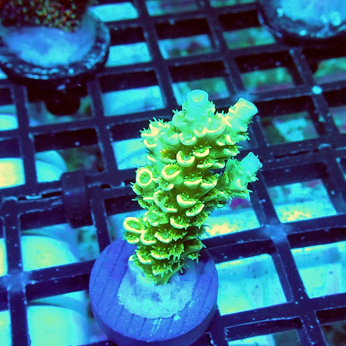 Tenuis Green Pink Scales Acro