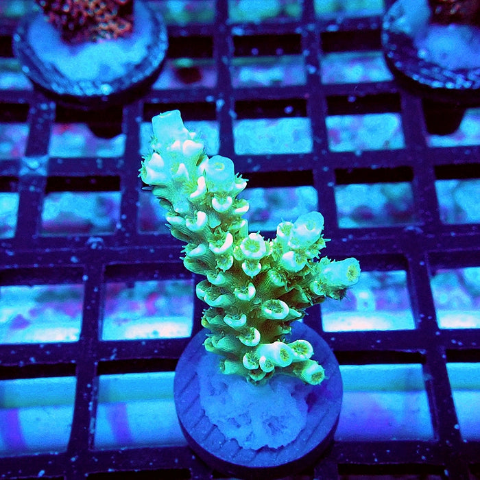 Tenuis Green Pink Scales Acro