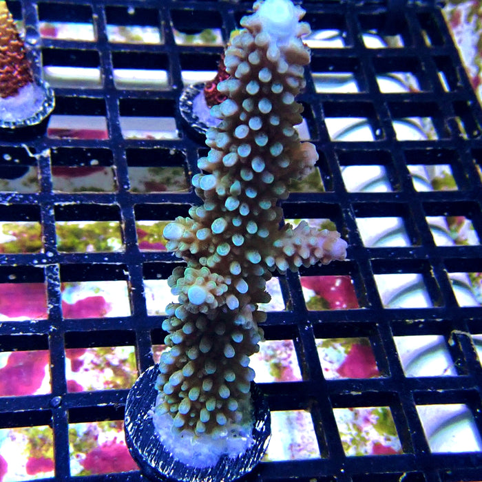 Blue Slimer Acro Frag