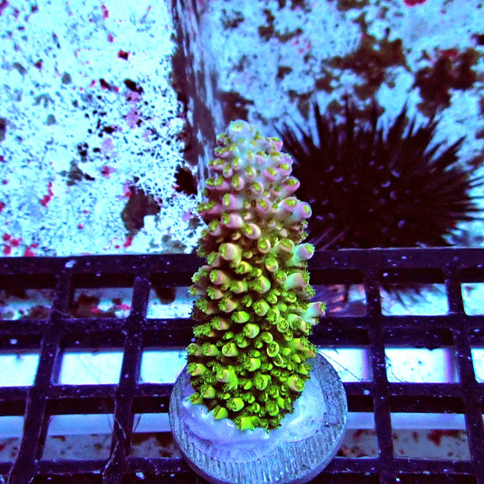 Green-Pink Abrotanoides Acro Frag