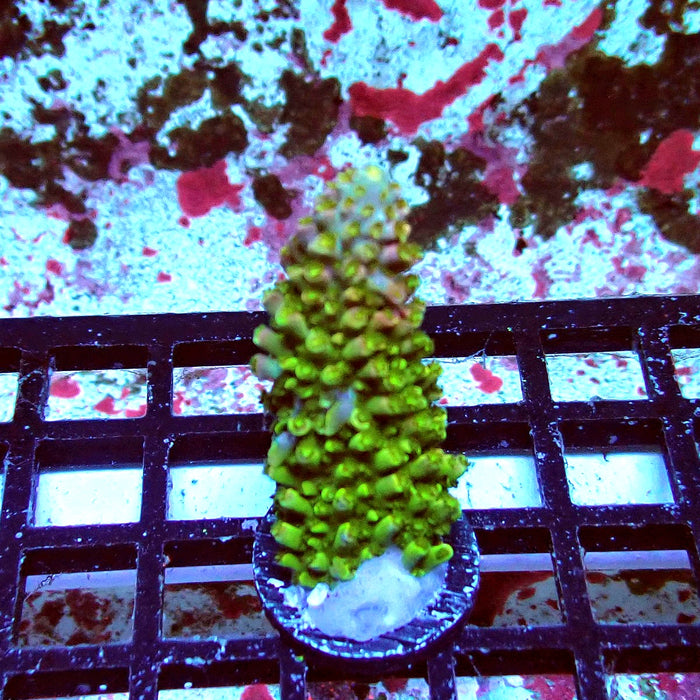 Green-Pink Abrotanoides Acro Frag