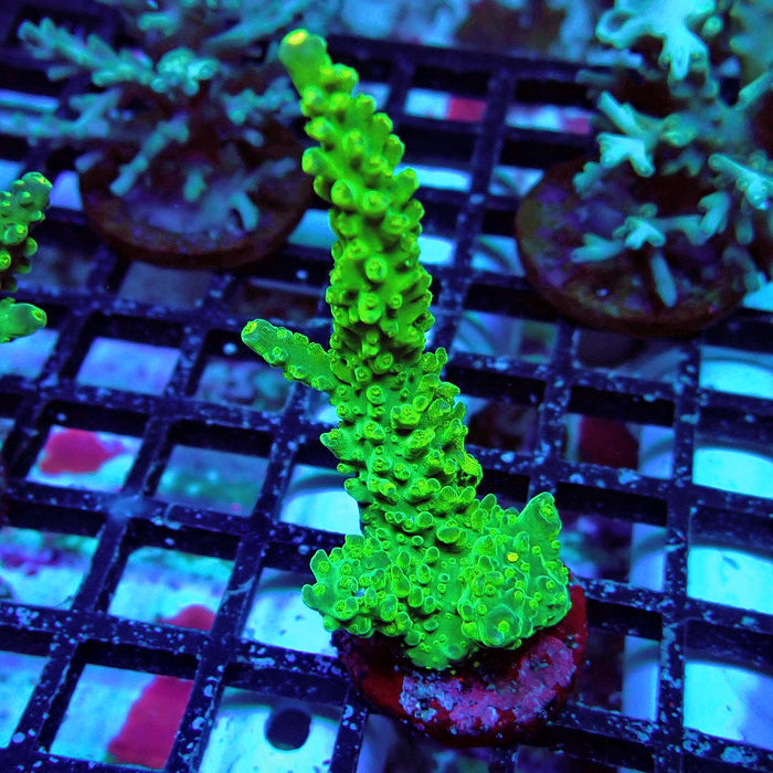 Aquacultured Acro Frag