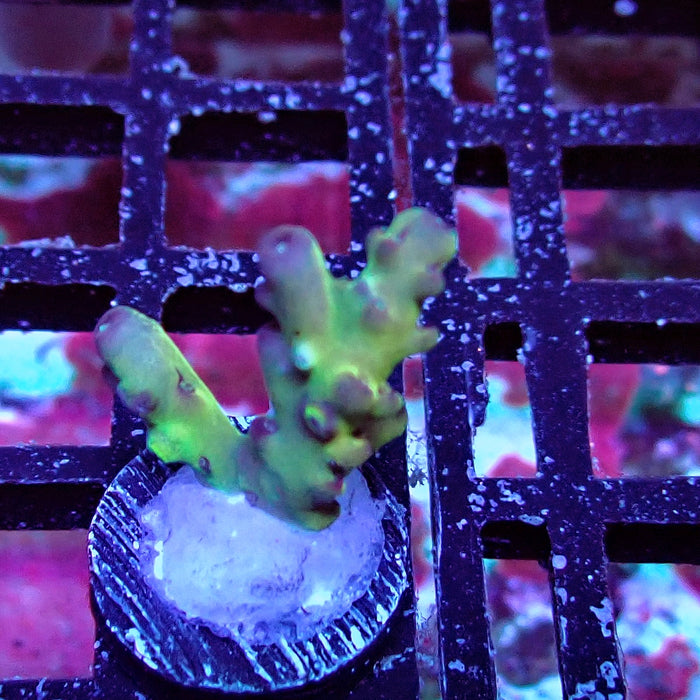Granulosa Tricolor Acro Frag