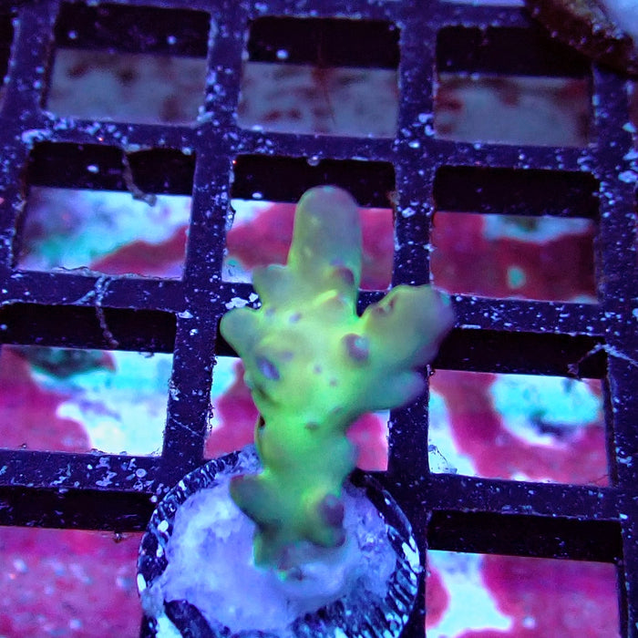 Granulosa Tricolor Acro Frag