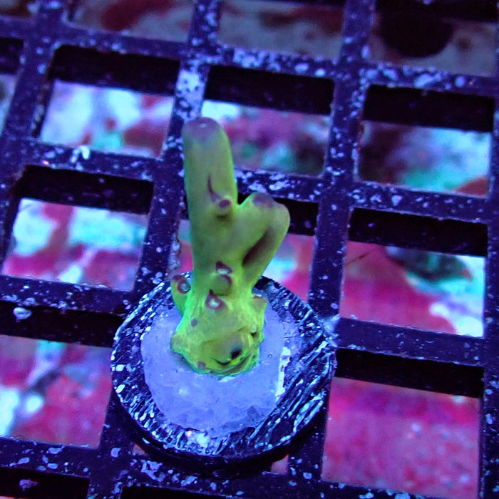 Granulosa Tricolor Acro Frag