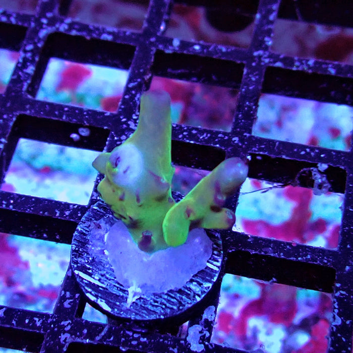 Granulosa Tricolor Acro Frag
