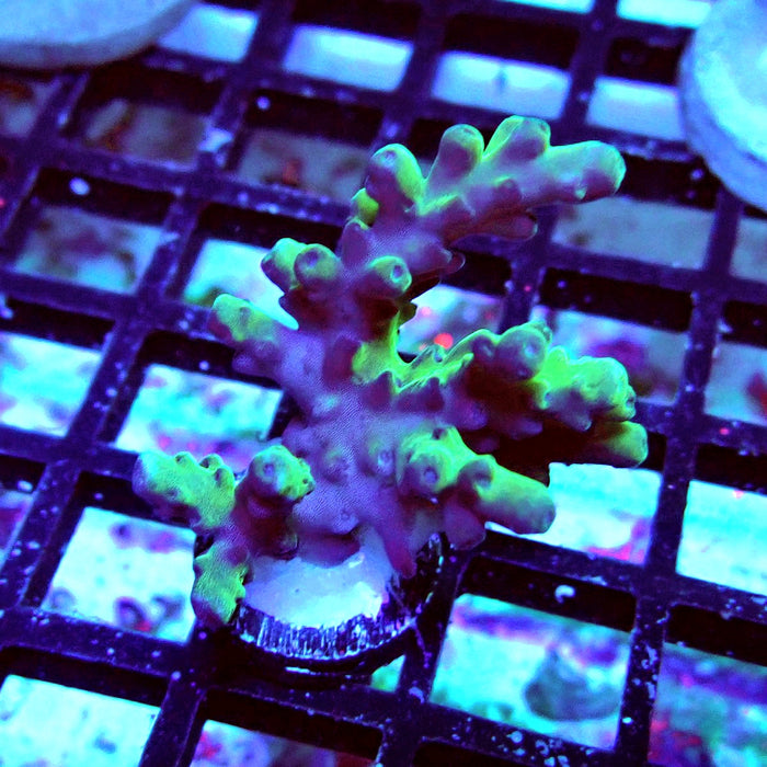 Granulosa Acro Frag