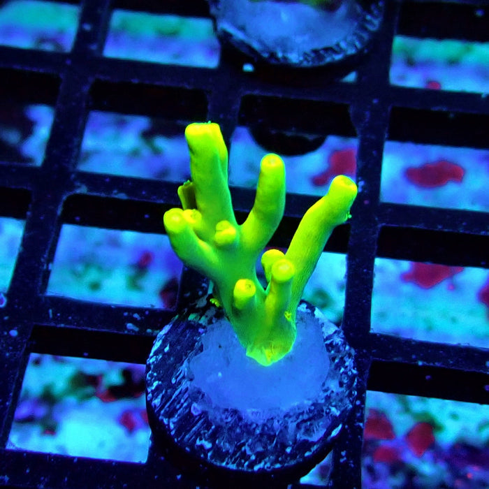 Aquacultured Acro Frag