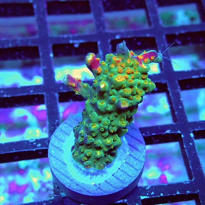 Acro Bright Pink Violet Tips