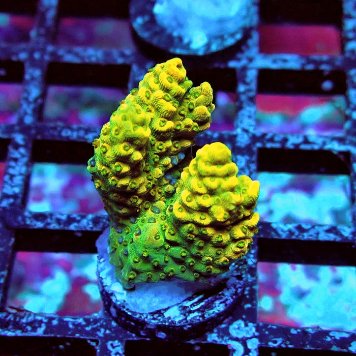 Aquacultured Acro Frag