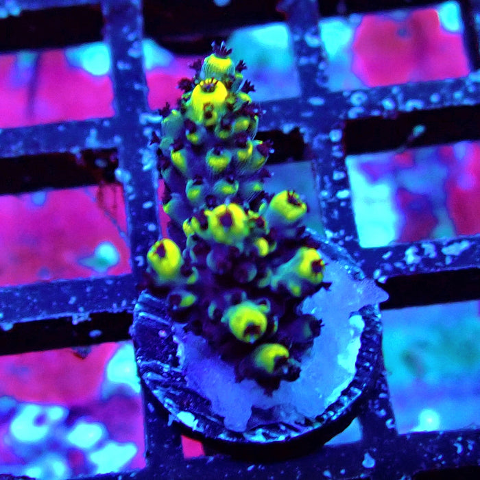 Black Pikachu Acro Frag