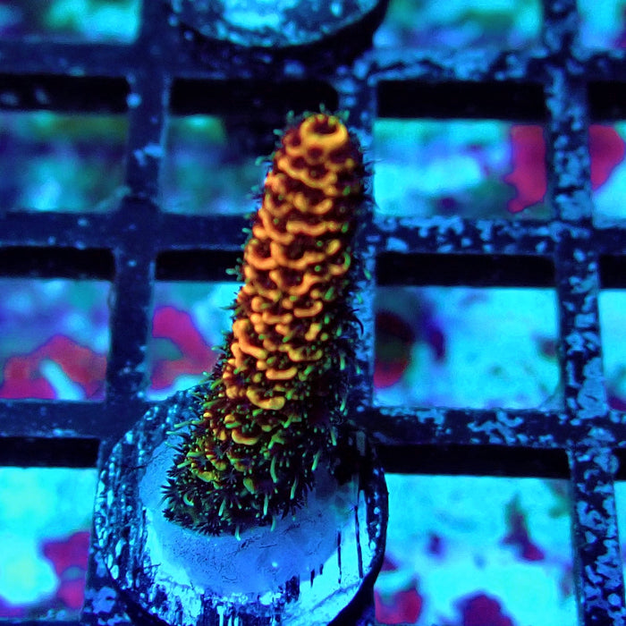 Orange Contrast Acro Frag