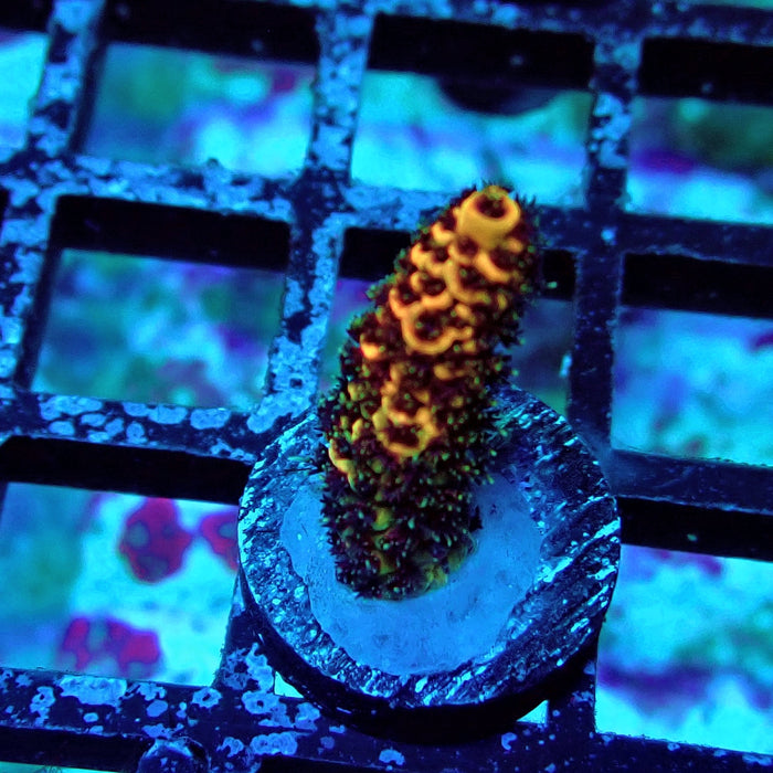 Orange Contrast Acro Frag