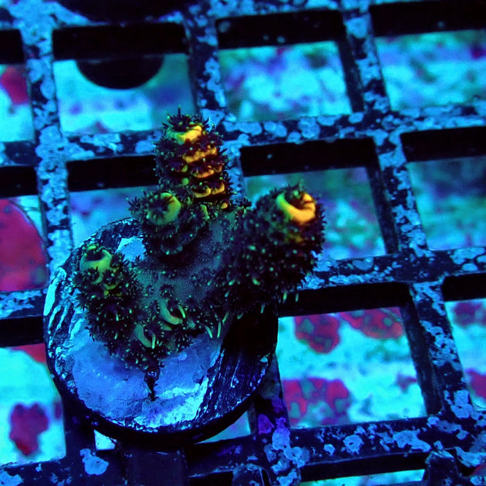 Orange Contrast Acro Frag