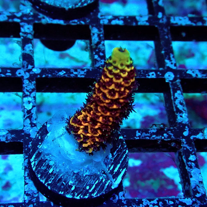 Orange Contrast Acro Frag
