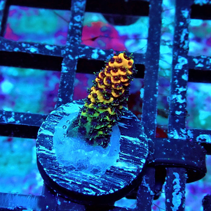Orange Contrast Acro Frag