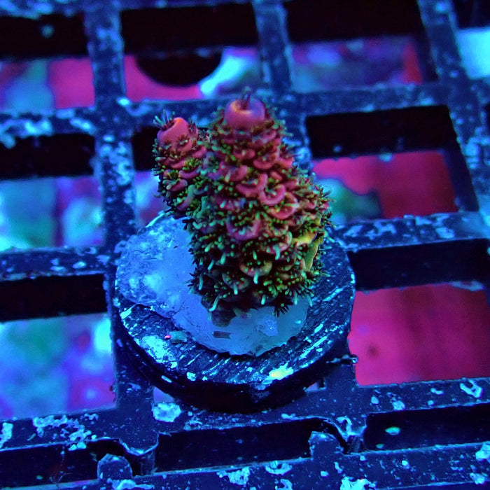 Rainbow Mille Acro Frag