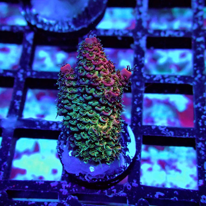 Rainbow Mille Acro Frag