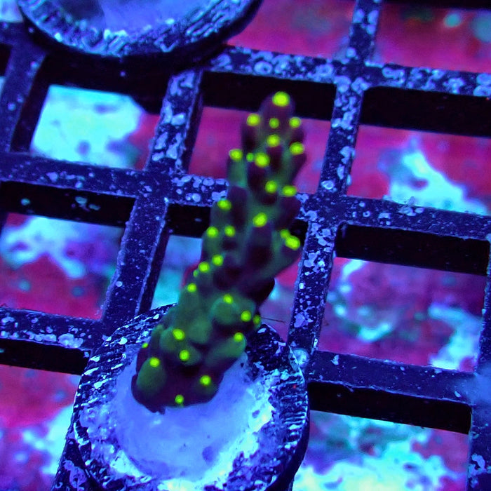 Galaxy Acro Frag