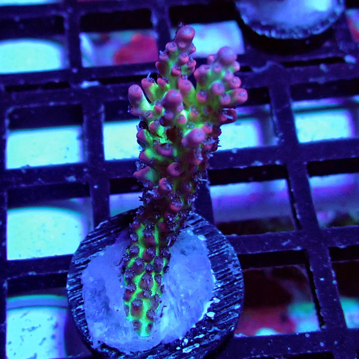 Strawberry Shortcake Acro Frag