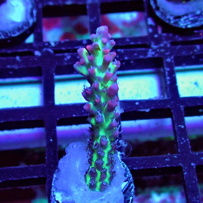 Strawberry Shortcake Acro Frag