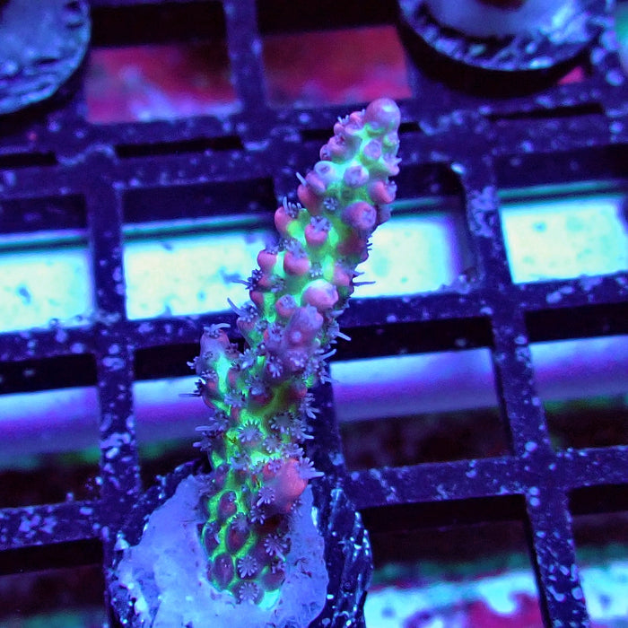 Strawberry Shortcake Acro Frag