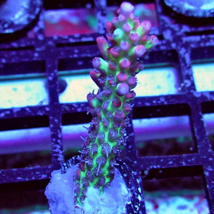 Strawberry Shortcake Acro Frag