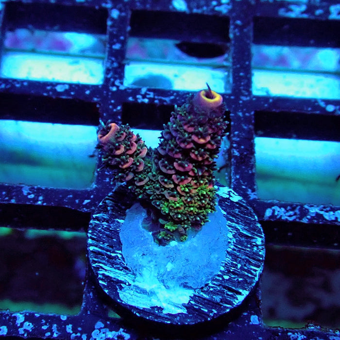 Pink Green Mille Acro Frag