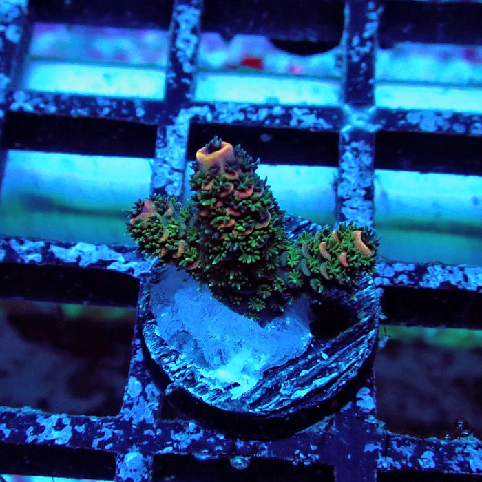Pink Green Mille Acro Frag