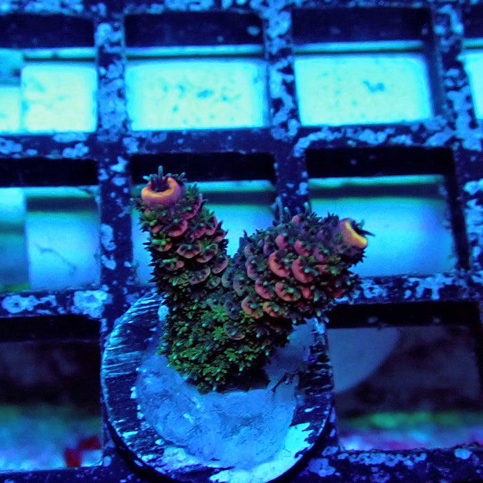 Pink Green Mille Acro Frag
