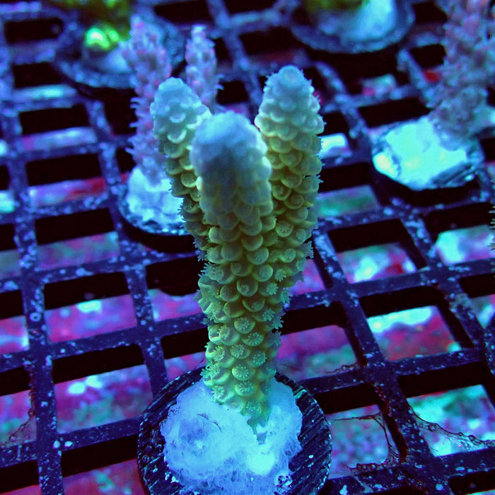 Ultra Tenuis Acro Frag