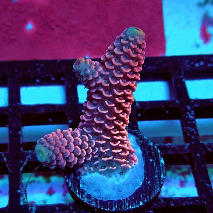 Spathulata Pink Rainbow Acro Frag