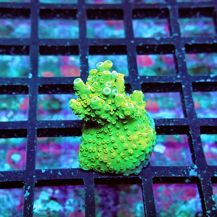 Acro Frag Aquaculture