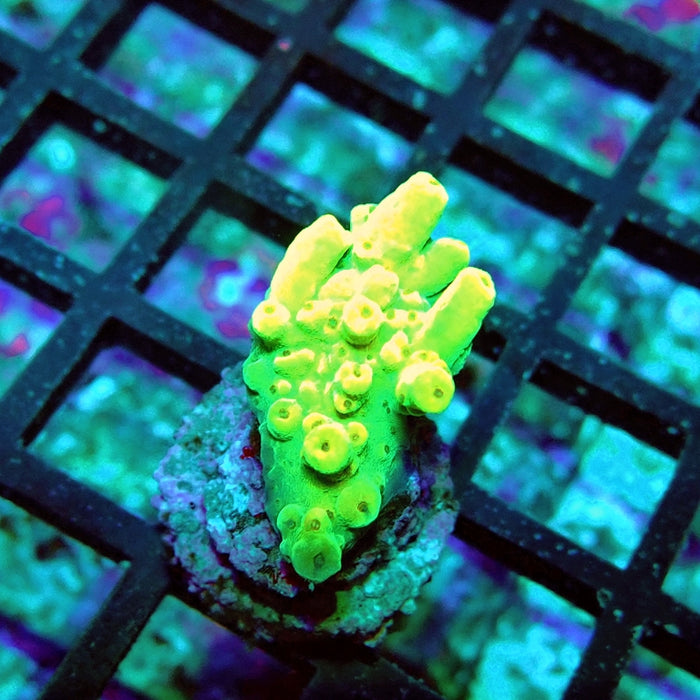 Acro Frag Aquaculture