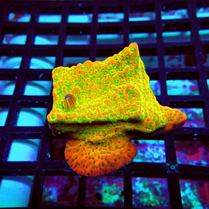 REx Rainbow Montipora