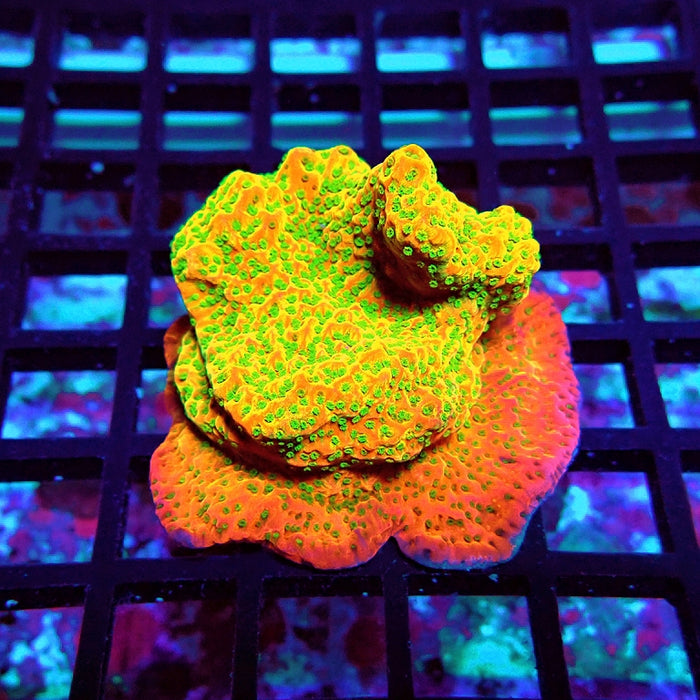REx Rainbow Montipora