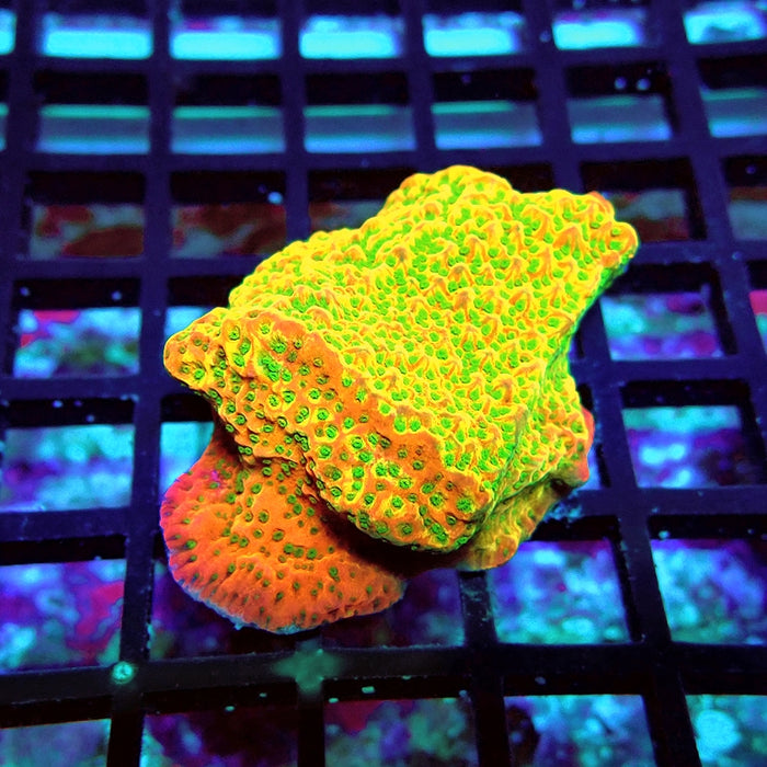 REx Rainbow Montipora