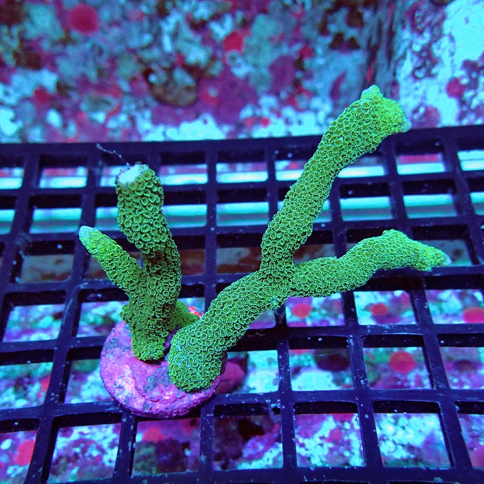 Monti Digitata Green