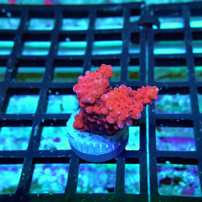 Acro Frag Aquaculture